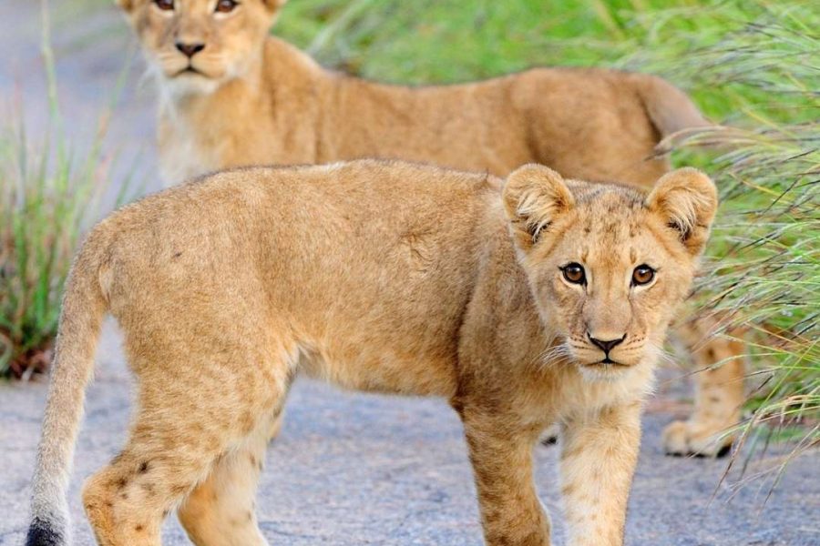 Tour 8 giorni fly and drive African Feeling