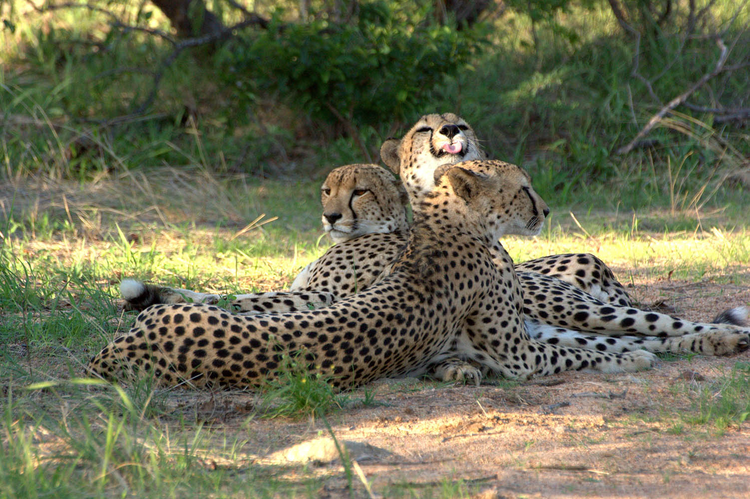 Southafricatravel.it