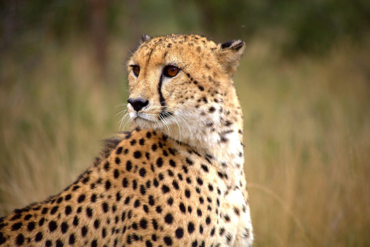 Southafricatravel.it