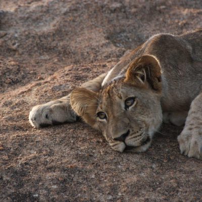 Karongwe Private Game Reserve