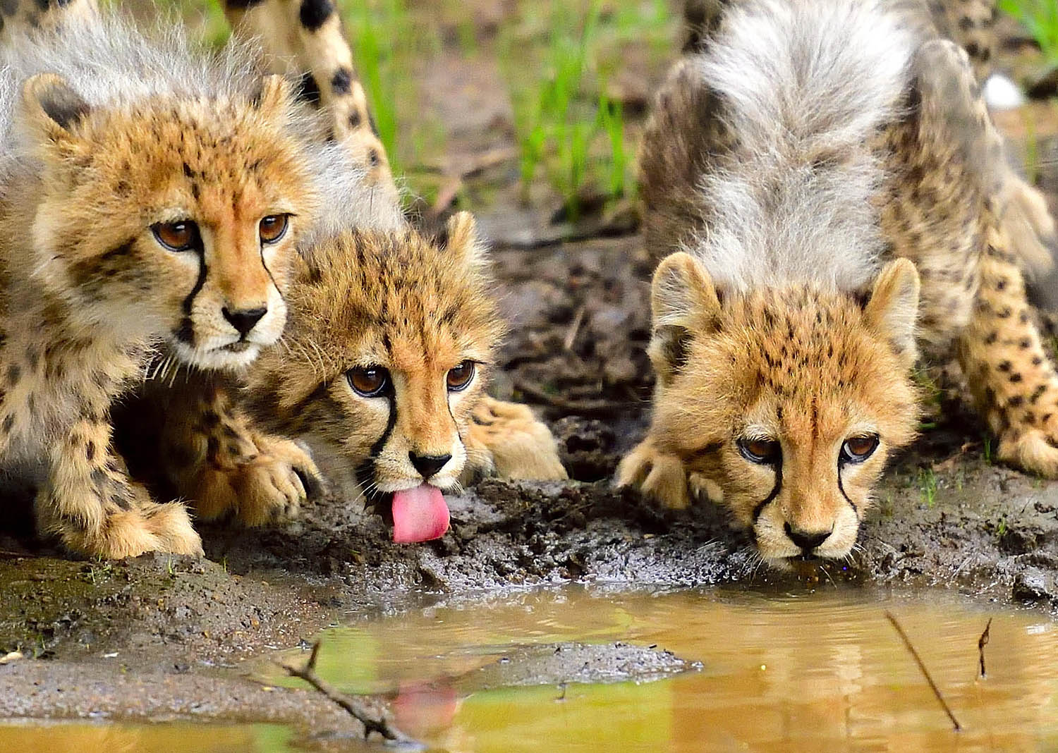 Southafricatravel.it