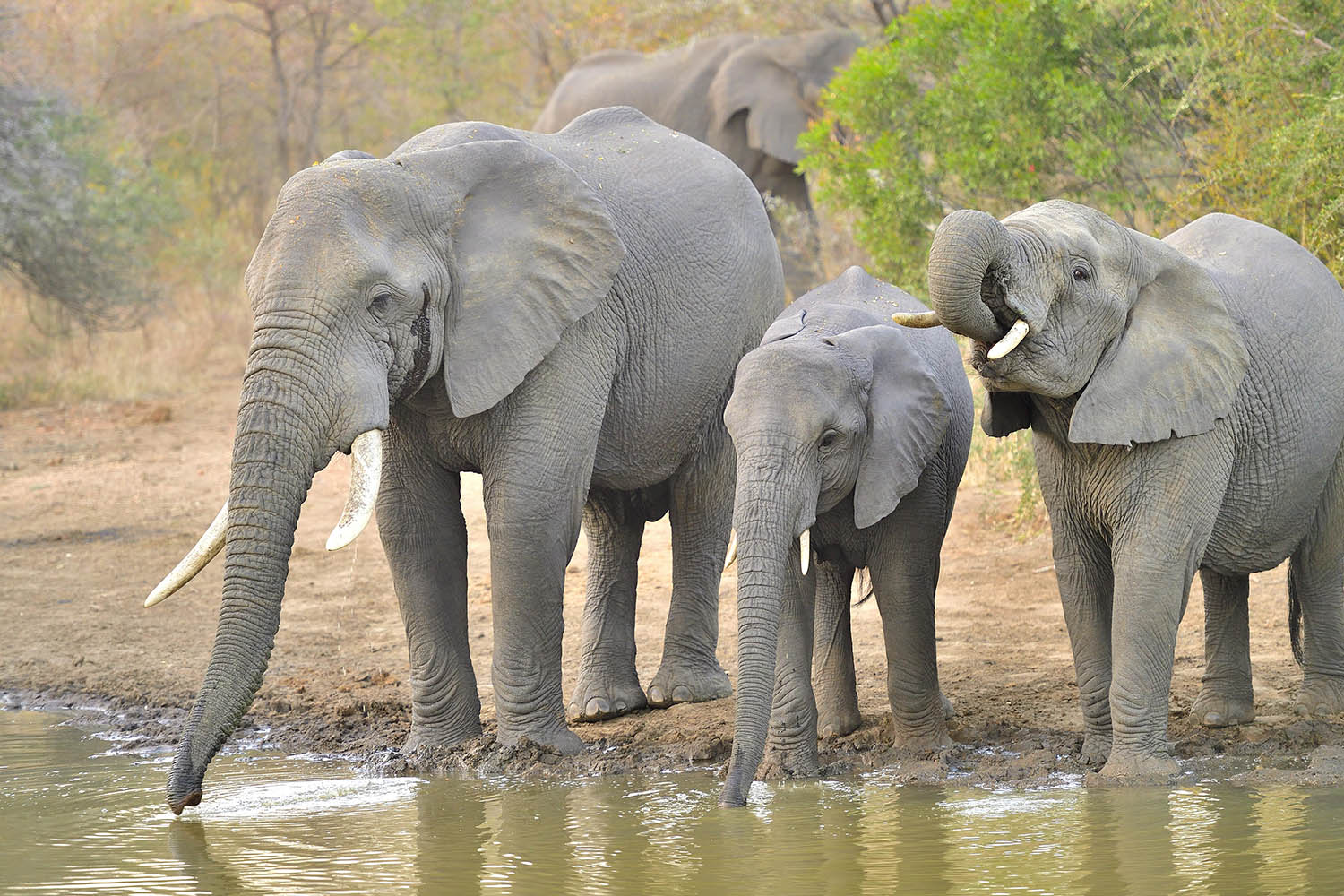 Southafricatravel.it