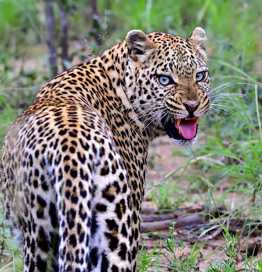 Southafricatravel.it