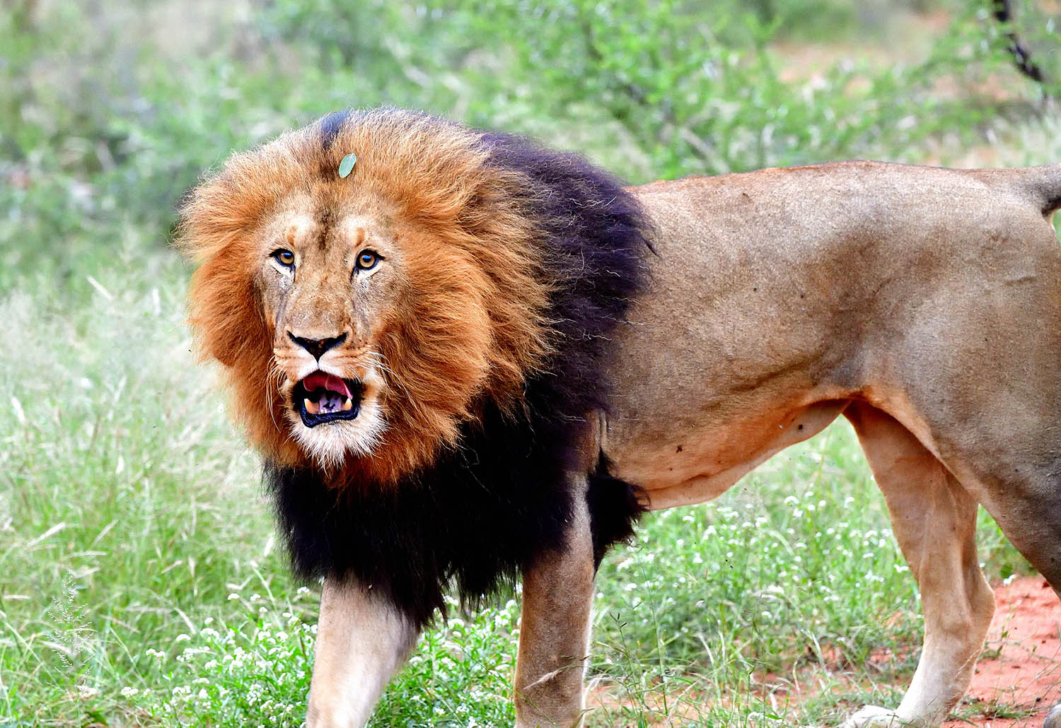 Southafricatravel.it