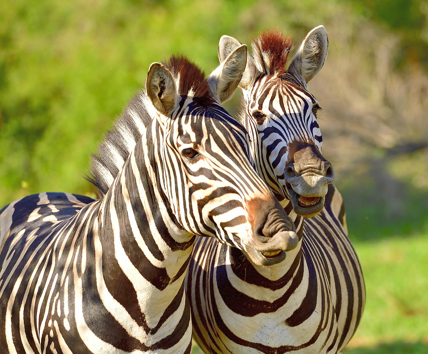 Southafricatravel.it