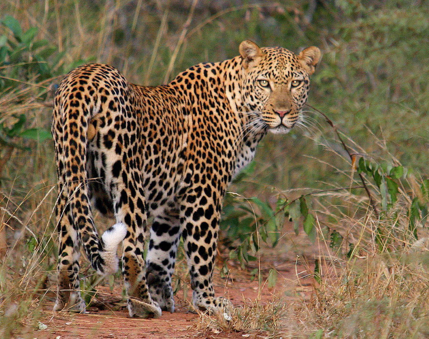 Southafricatravel.it