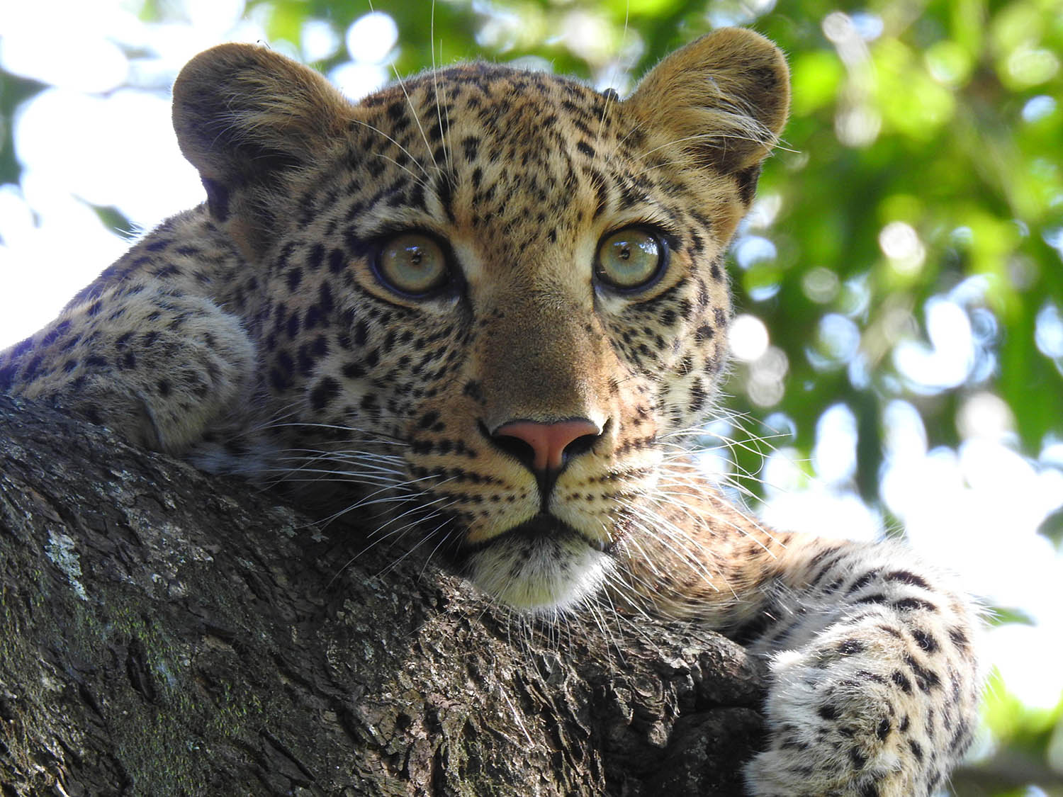 Southafricatravel.it