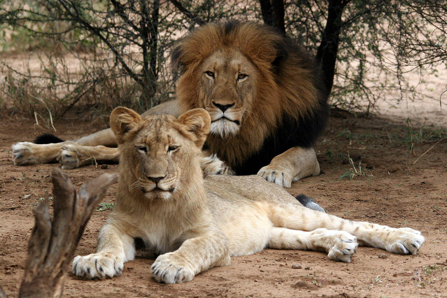 Southafricatravel.it