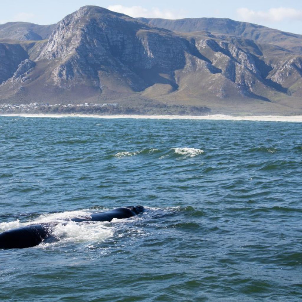 balene sudafrica