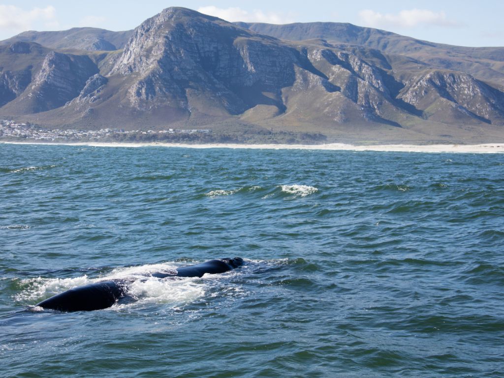 balene sudafrica