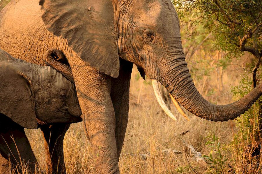 Tour 10 giorni Emozioni sudafricane guida privata