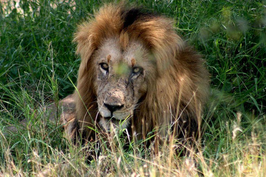 Tour 10 giorni African Feeling