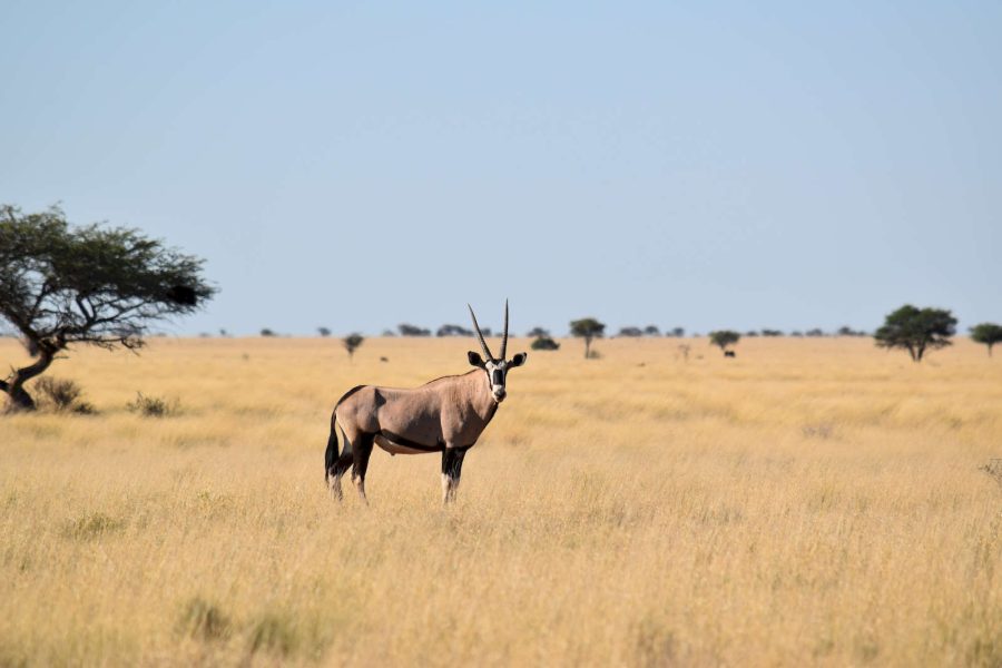 kudu nella savana