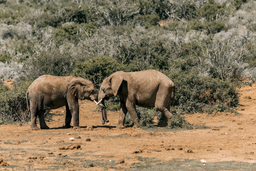 elefanti nella savana