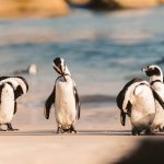 pinguini-sudafricani