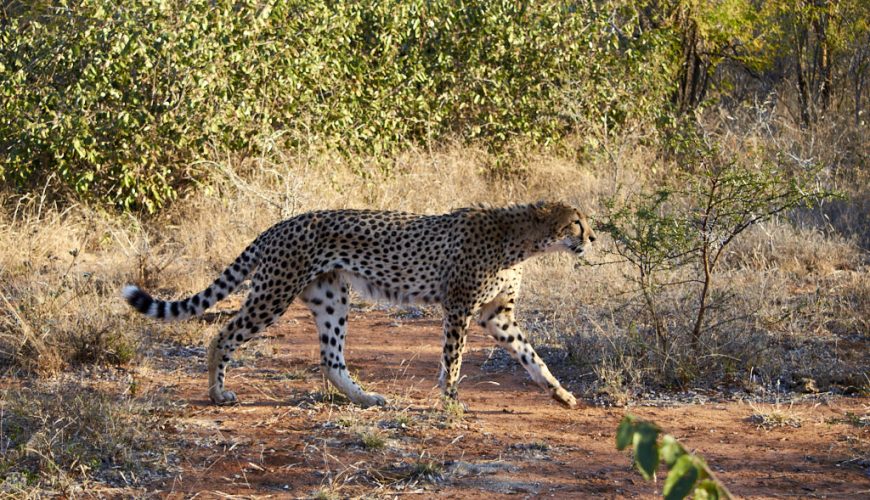 safari kruger national park