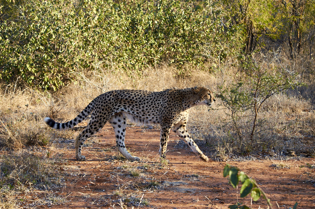 safari kruger national park