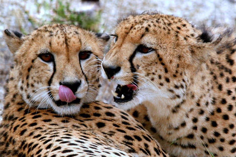 Southafricatravel.it