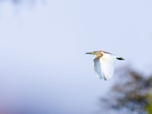botswana luxury safari birdwatching
