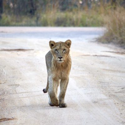 Mdluli Safari Lodge Kruger National Park