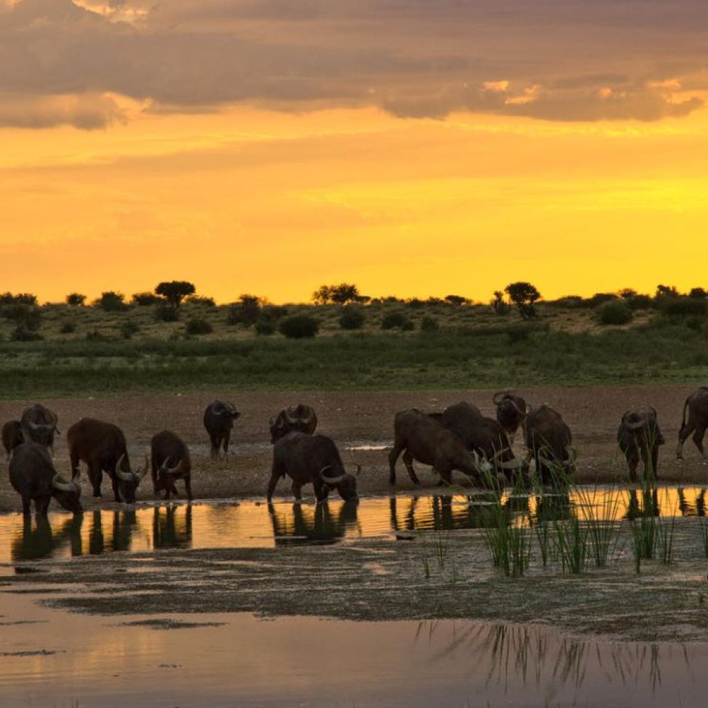 tswalu safari bufali