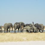animali della namibia