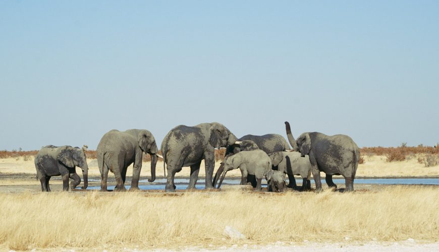 animali della namibia