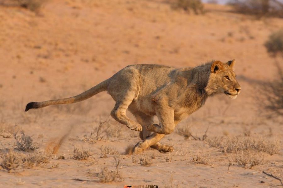 botswana e zimbabwe 15 giorni