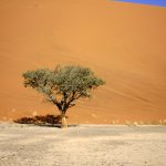 duna 45 albero acacia