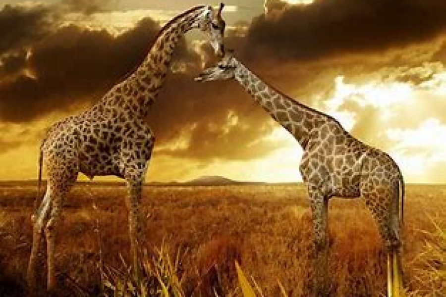 Emozioni Sudafricane con guida privata