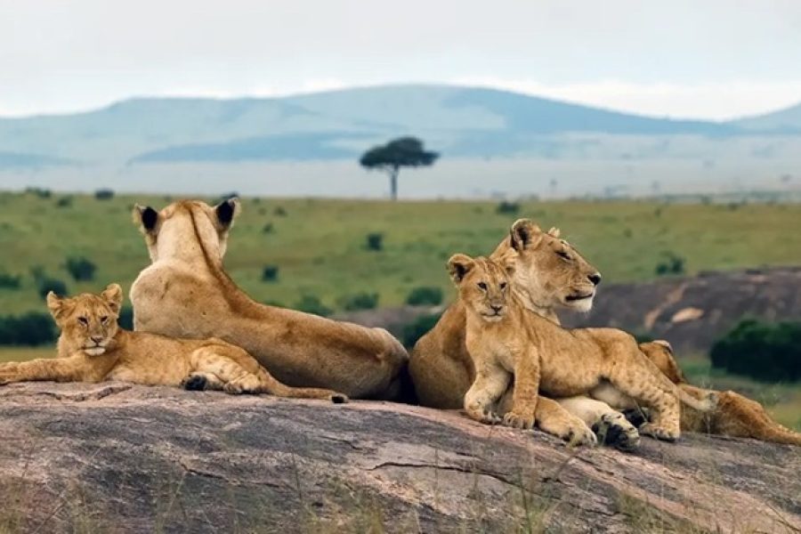 Simba safari