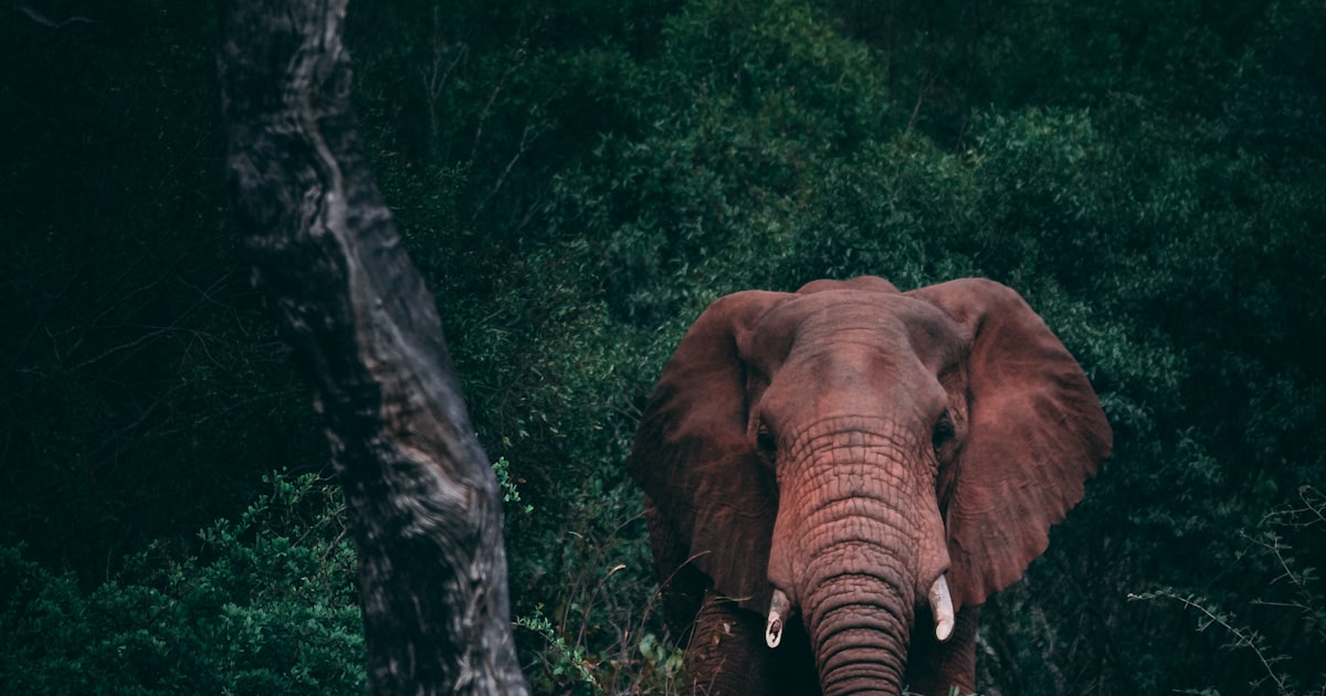 Elefanti che attraversano un fiume nel Kruger National Park, Sudafrica